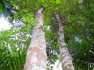 Aquilaria Trees | source of Aloeswood