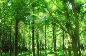 Sandalwood Tree Forest
