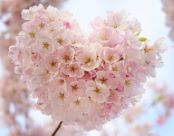 Japanese Incense - Springtime fragrance recommendations