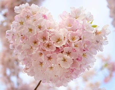 Japanese Incense - Springtime fragrance recommendations