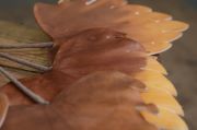 Vara de cuatro hojas marrón