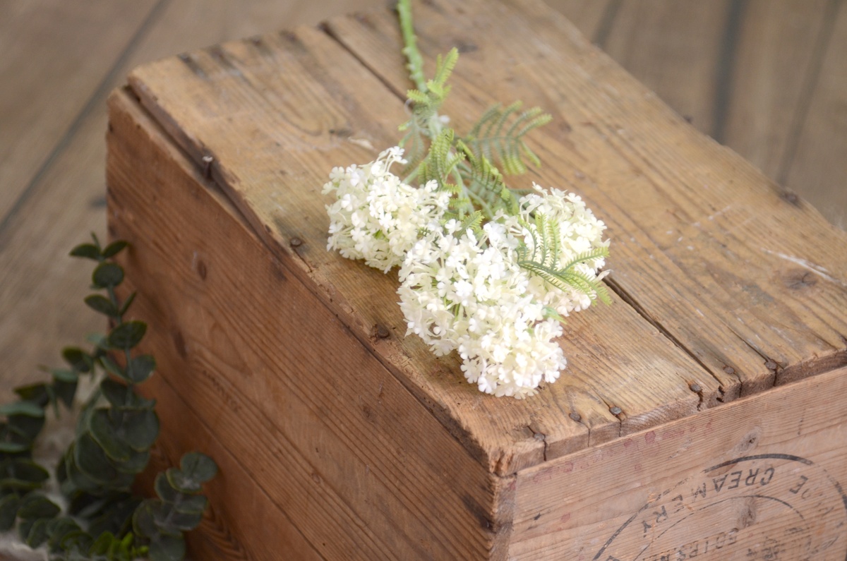 Agapanthus-Stock in Weiß