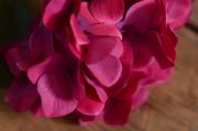 Vara de hortensia rosa oscuro