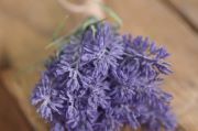 Lavender stick 25 cm