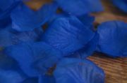 Petali azzurri