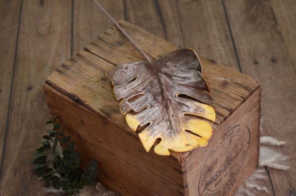 Brown and yellow monstera leaf