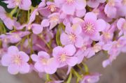 Lilac oleander bouquet