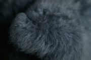Navy blue fur fabric