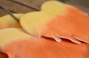 Bastone a quattro foglie arancione e gialla