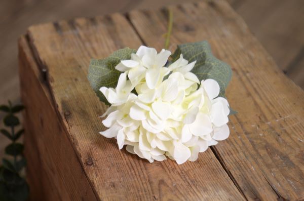 Bâton d'hortensia blanc écru