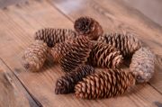 10-unit pine cones pack