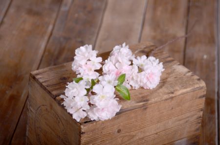 DAMAGED - Almond blossom