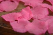 Fuchsia petals