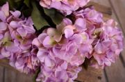 Bouquet d'hortensias lilas