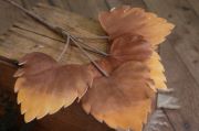 Brown four-leaf stick
