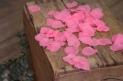 Fuchsia petals