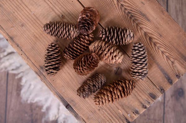 10-unit pine cones pack
