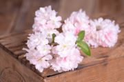 DAMAGED - Almond blossom