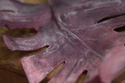 Mauve monstera leaf