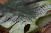 Green monstera leaf