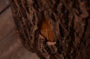 DAMAGED - Rustic natural bowl