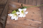 White lily stick