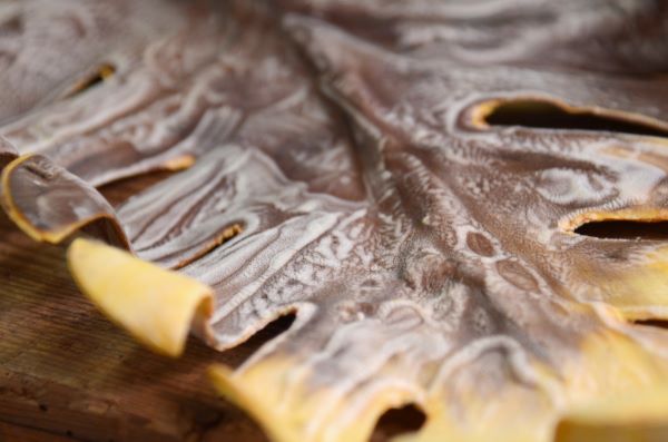 Hoja de monstera marrón y amarillo