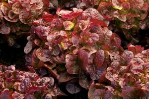 Salade Feuille de chêne rouge maraichère