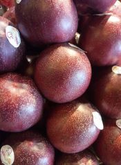 Nectavigne