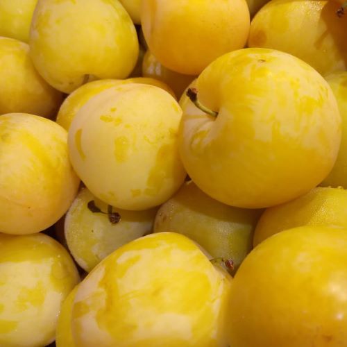 Prune Tc Sun 