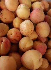 Abricots à confitures