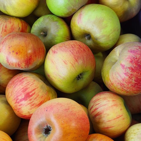 Pomme Reine des reinettes