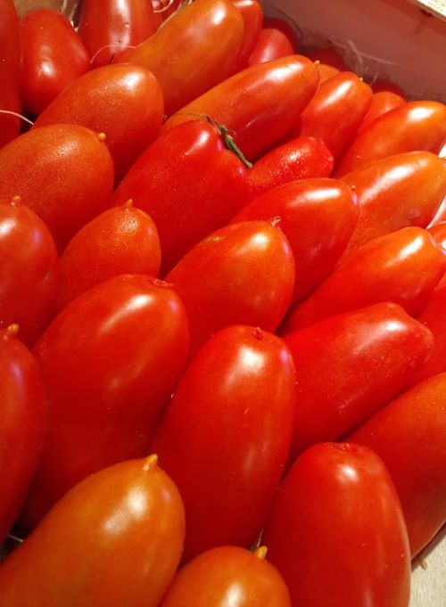 Tomate Roma 