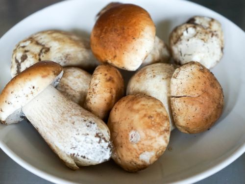 cèpes 