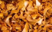 Girolle