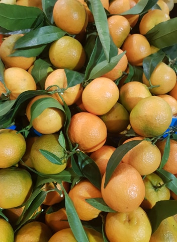 Clémentine feuille Corse