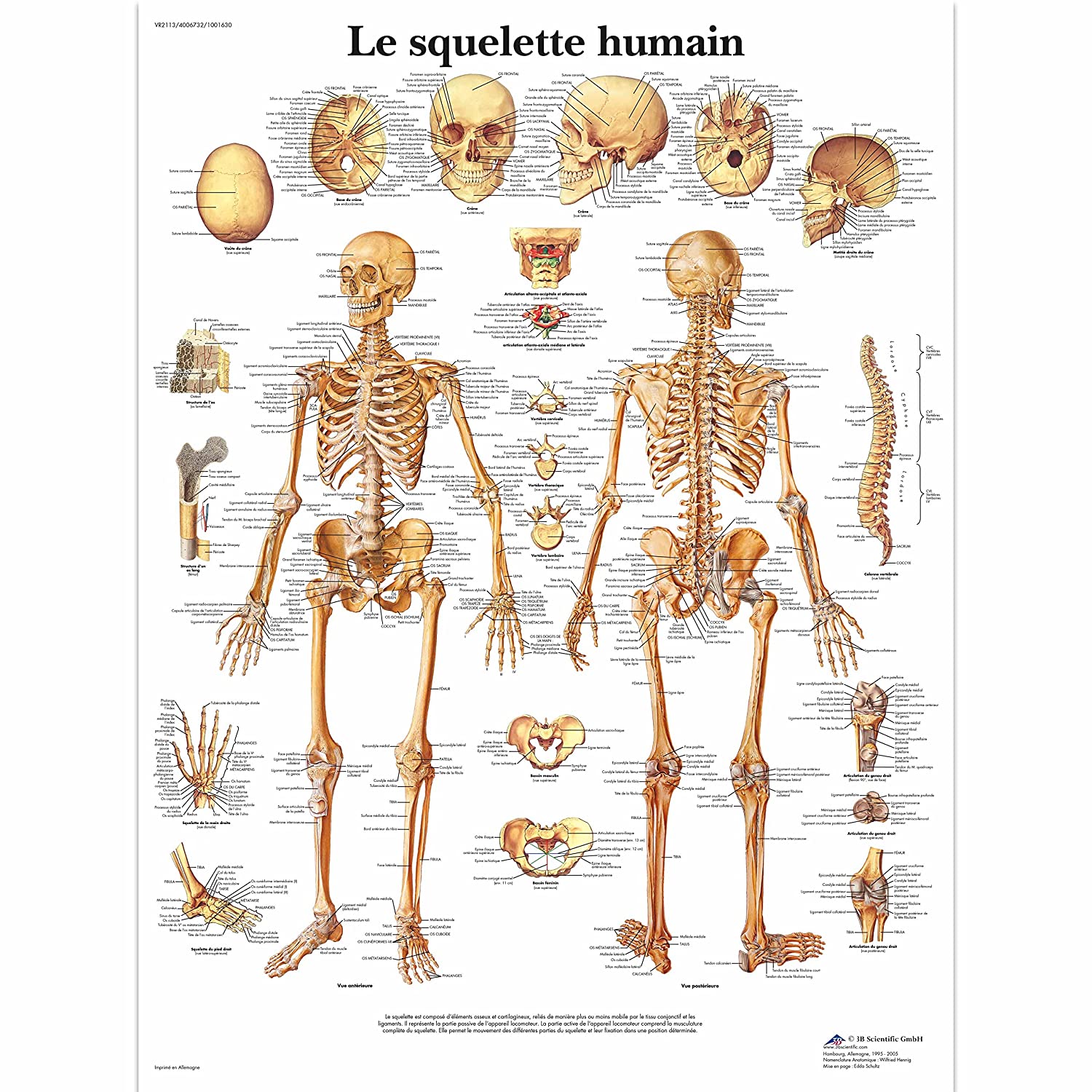 POSTER SQUELETTE 52X76CM