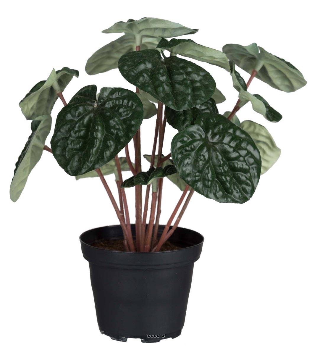 Peperomia plante artificielle en pot lesté H 20 cm D 20 cm ...