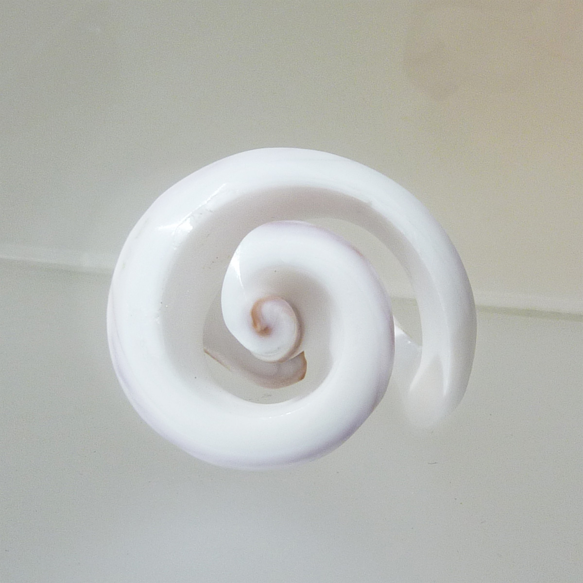 Bague coquillage entier forme en Spirale Taille 53