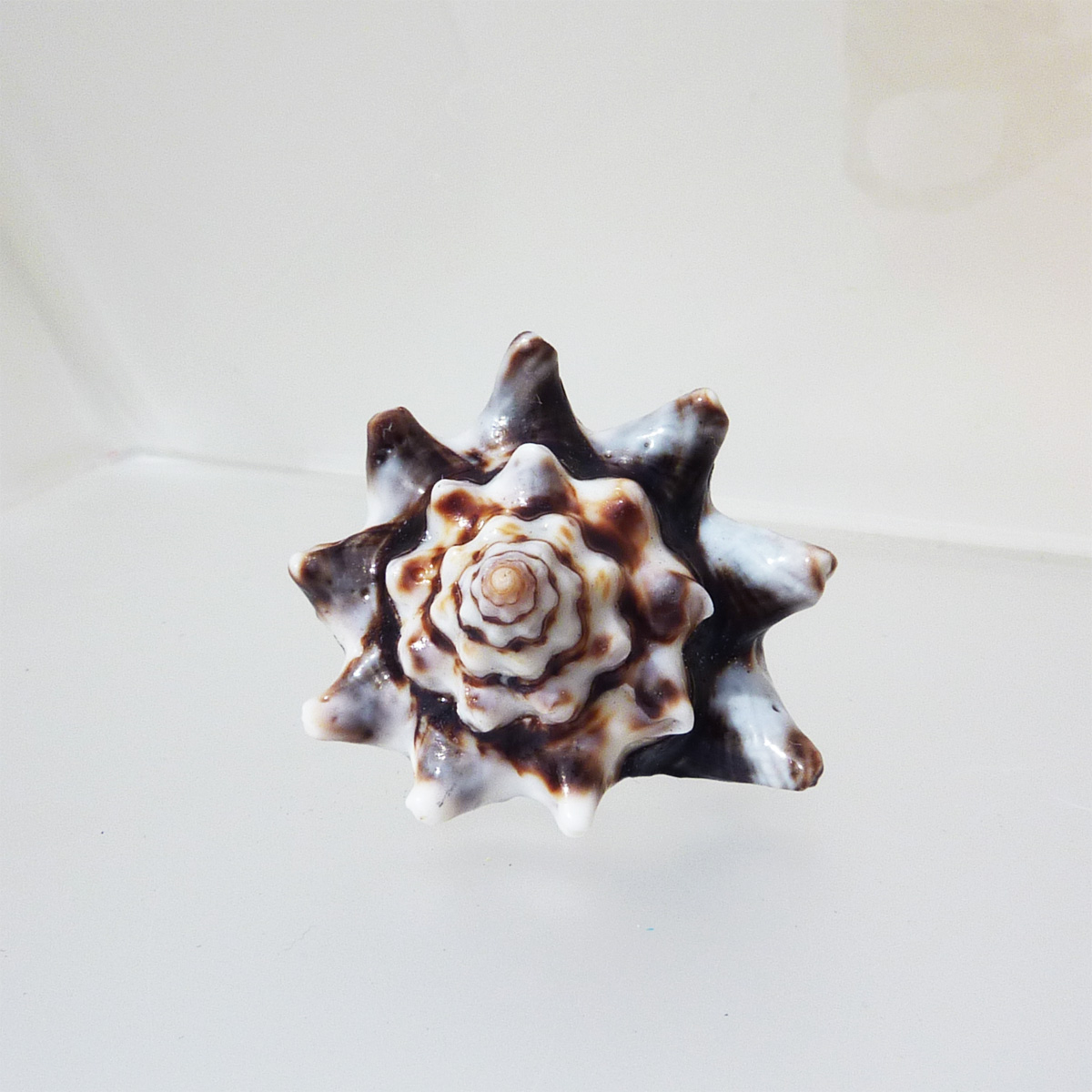 Bague Coquillage originale en coquillage percé Naturel entier PETITE Taille 48