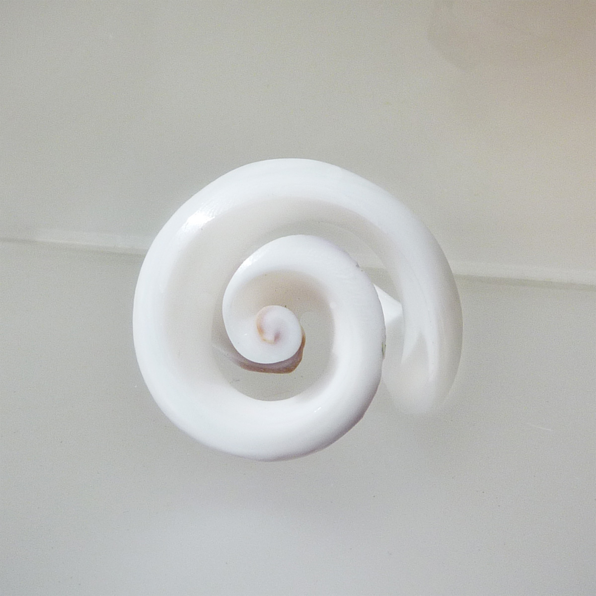 Bague en coquillage percé avec cabochon en Spirale Taille 56