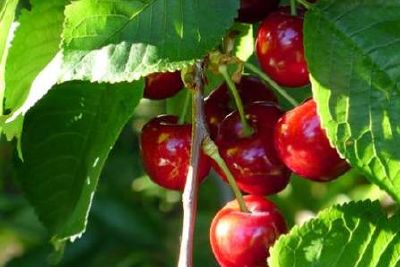 CERISES - 500 g
