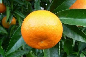 CLEMENTINES. 500 g