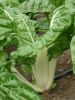 POIREE verte à carde blanche Pqt  25 g