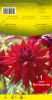 DAHLIA CACTUS Best of red