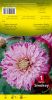 DAHLIA DECORATIF Smokey blanc et pourpre Pochette - code A