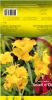 CANNA Soleil d'Or jaune  Pochette - code B