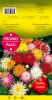 DAHLIA CACTUS en mélange par 5 -  PROMO-PACK