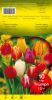TULIPE TRIOMPHE 12+  en mélange    Pochette de 10 - code D