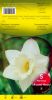 NARCISSE Mount Hood trompette blanc     Pochette de 5 - code F